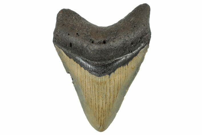 Serrated, Fossil Megalodon Tooth - North Carolina #298913